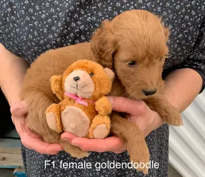 ❤️Mini and small / medium goldendoodles and cockapoos, View more