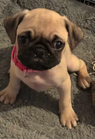 pug puppies 10 weeks old , View more