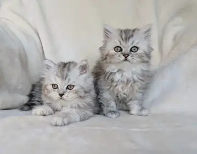 Adorable chaton persan, View more