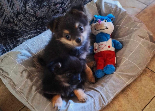 PomChi Puppies in Dogs & Puppies for Rehoming in Comox / Courtenay / Cumberland - Image 2