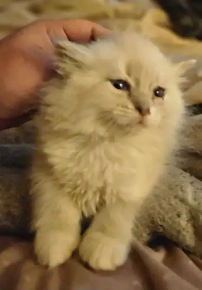 beautiful Ragdoll kitten , View more