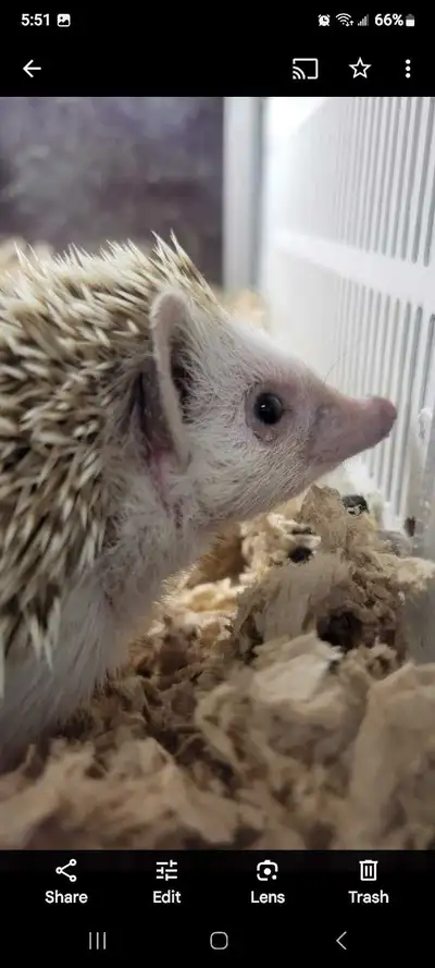 baby hedgehogs, View more
