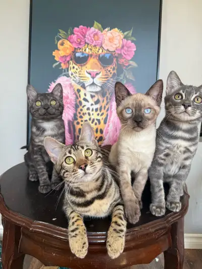 *WAITLIST IS OPEN” Hello my name is Stephanie and I’ve been showing and breeding bengals for several...