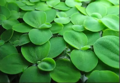 Floating Aquarium plants - Water lettuce., View more