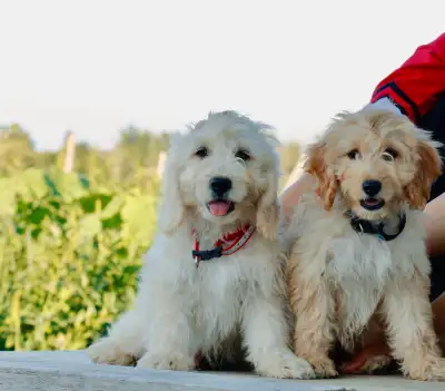 Golden doodle puppies, View more