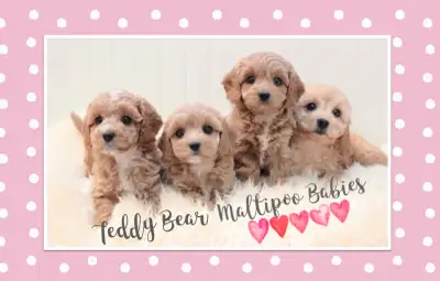 ❤️❤️❤️ TEDDY BEAR MALTIPOO BABIES READY TODAY ❤️❤️❤️, View more