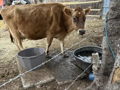 Registered jersey cow for sale. Just turned 5 and currently bred to purebred Dexter bull for may/Jun...