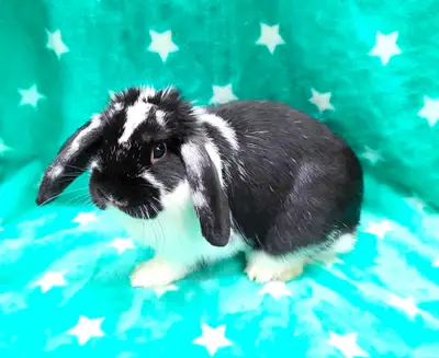 lapin mini-bélier x bélier hollandais stérilisé, View more