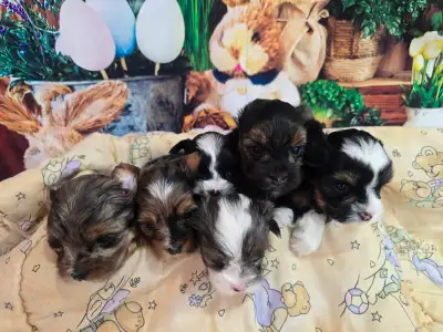 YORKSHIER TERRIER PUPPIES, View more