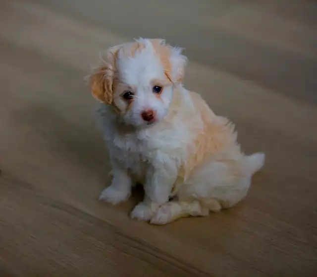 Mini Aussiedoodle F1b in Dogs & Puppies for Rehoming in Drummondville - Image 8