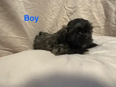 Bichon Shih Tzu puppies available now, View more