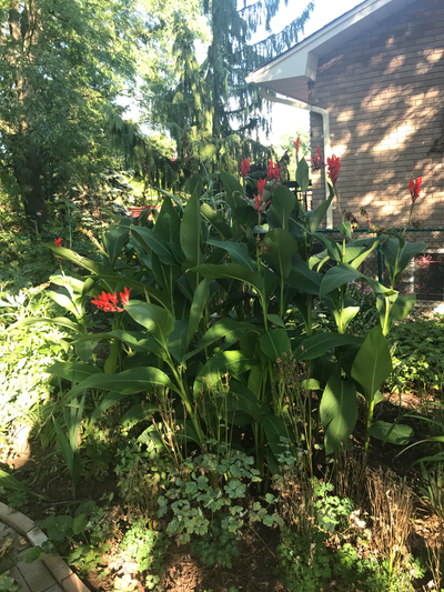 Canna Lily Bulbs, View more