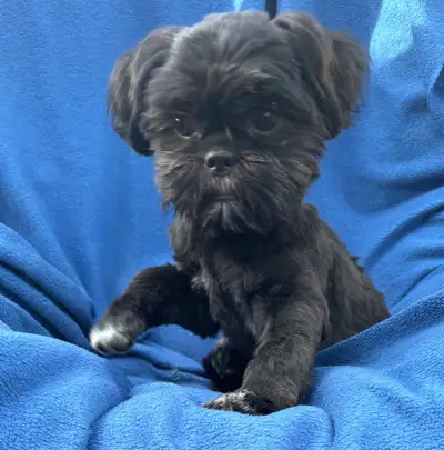 Meet Jazz, an adorable female Shih Tzu puppy, ready to bring love and joy into your life! This pureb...