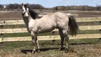 AQHA Stallion