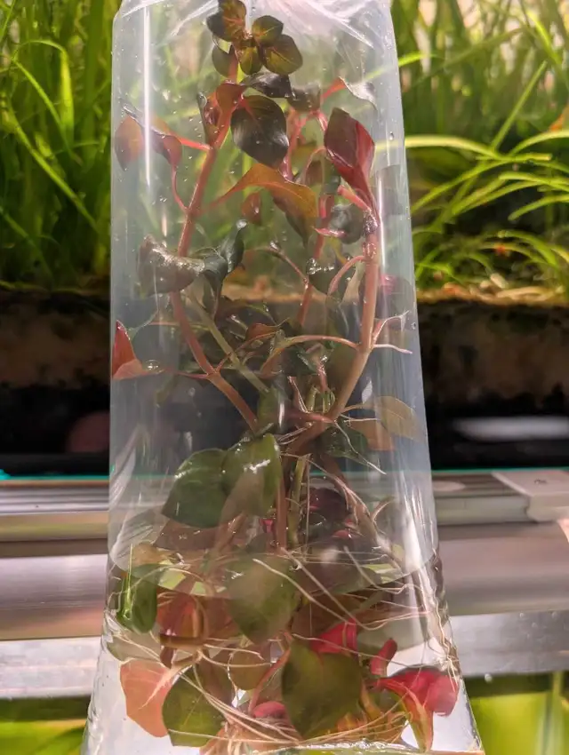 Ludwigia Ovalis in Fish for Rehoming in Kitchener / Waterloo - Image 4
