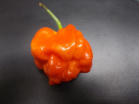Trinidad scorpion DRIED IN A SMALL BAG