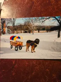 wooden dog wagon