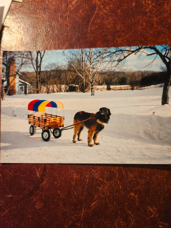 wooden dog wagon in Accessories in Kawartha Lakes