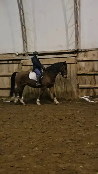 16h fancy gelding, View more