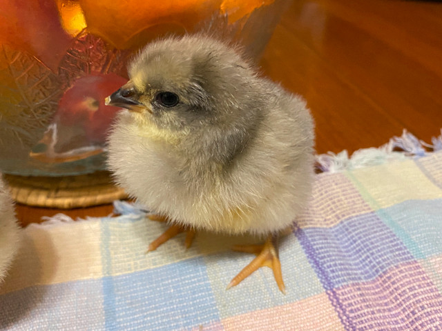 Hatching Eggs Available in Livestock in Kawartha Lakes - Image 3