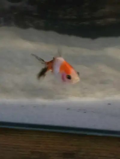 Calico Goldfish, View more