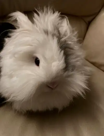 bunny 8 months old, View more