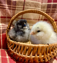 Easter Egger mix Chicks for sale