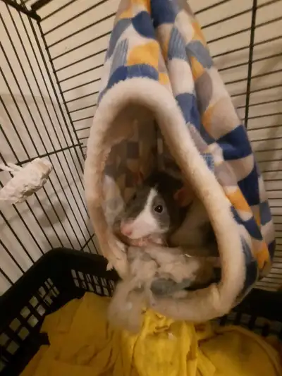 need a female rat preferably around 1 year old , View more
