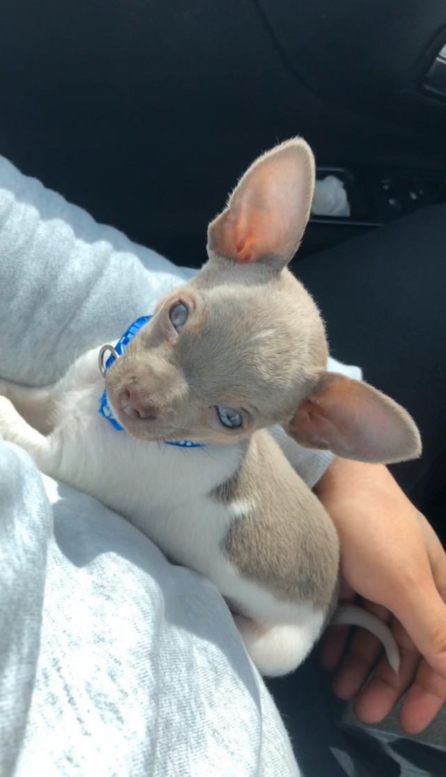!!RARE!! Tiny  Chihuahua Merle/ Tricolore/ Blue dans Chiens et chiots à adopter  à Sherbrooke - Image 4