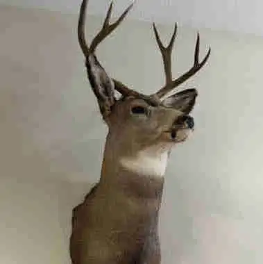 Mule Deer mounted Head, View more