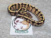 Ball Pythons $100 and Under