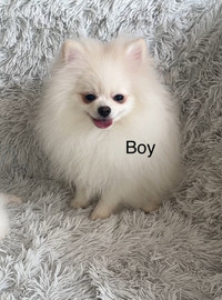 Adorable White Pomeranian puppy