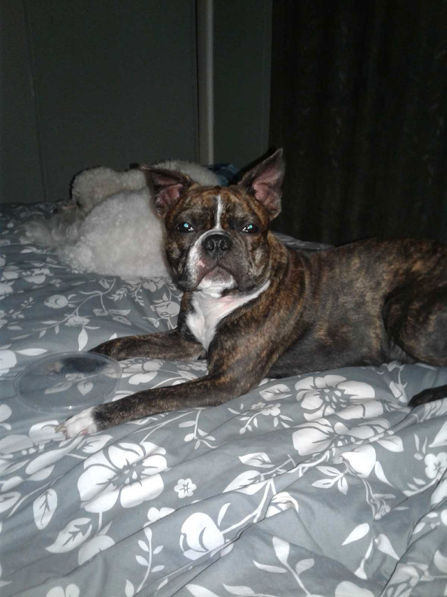 Missing Boston Terrier(brown and black brindle) $800 reward  in Lost & Found in Trenton - Image 4