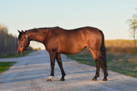 Barrel/Cowhorse Broodmare In Foal For Sale