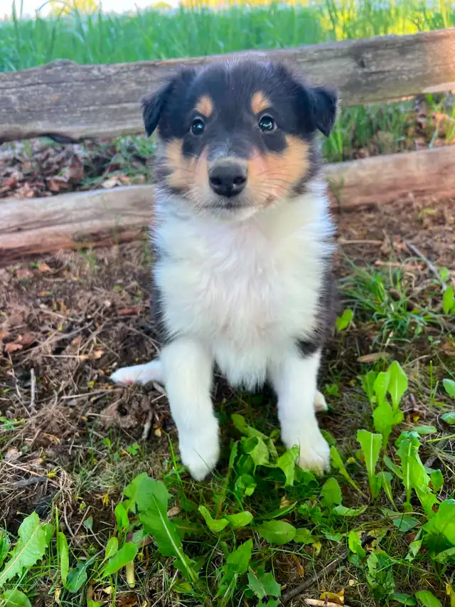 Rough Collie puppies in Dogs & Puppies for Rehoming in Barrie - Image 6