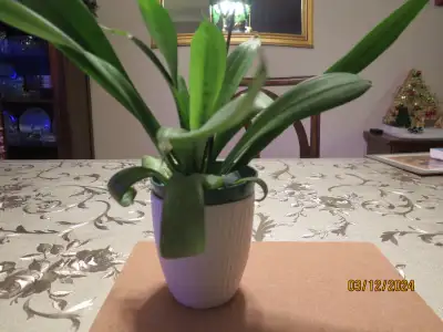 SNAKE PLANT, View more