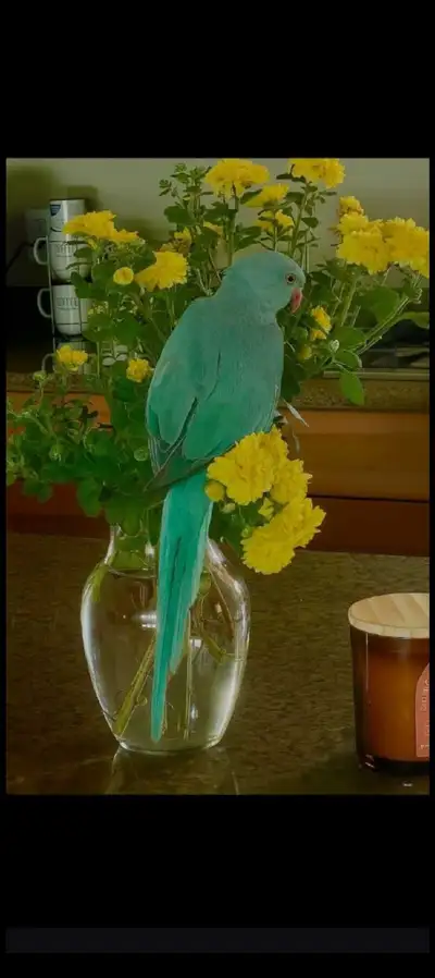 Blue Indian Ringneck Parrot, 9 months old. Comes with certified papers, cage and supplies.