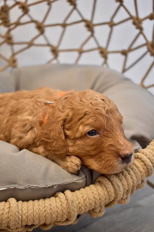 Small / Mini F1B Goldendoodle Ready to go / Only 3 males left in Dogs & Puppies for Rehoming in Winnipeg - Image 4