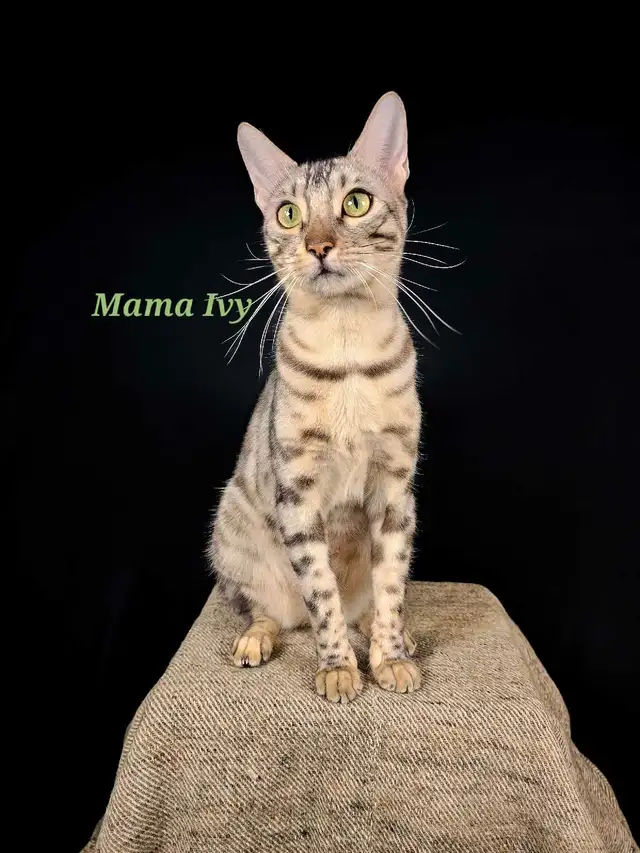 Magnifiques chatons Bengal-Siamois. Plus qu'un restant! in Cats & Kittens for Rehoming in City of Montréal - Image 5