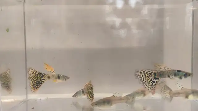 yellow tiger king cobra guppy (TEMPORARY SOLD OUT) in Fish for Rehoming in Hamilton - Image 3