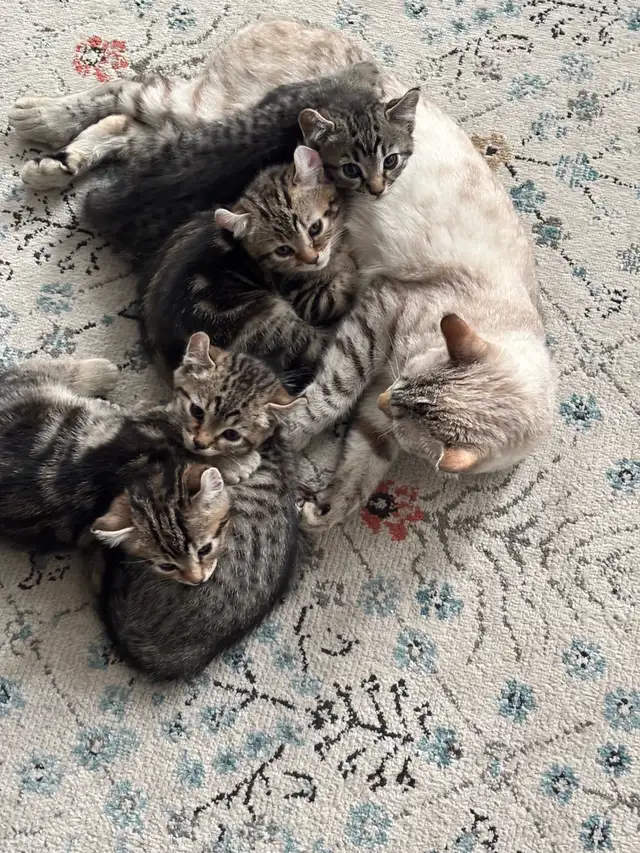 Chatons Highland Lynx in Cats & Kittens for Rehoming in Laval / North Shore - Image 3