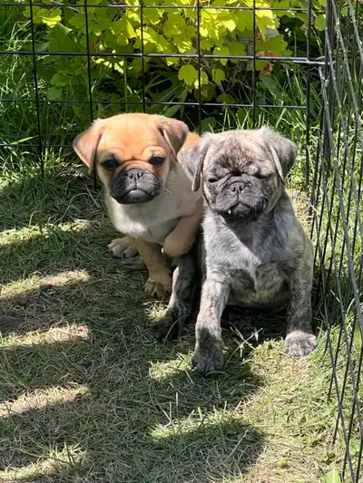 female pugs ready for forever Homes , View more
