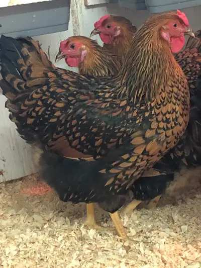Poussins de poule Wyandotte golden à vendre, View more