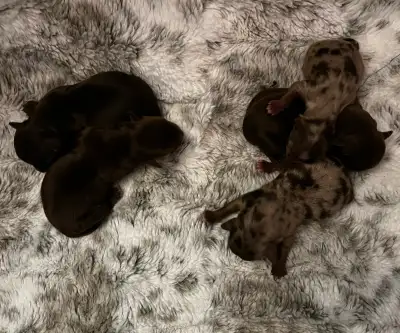BEAUTIFUL YORKIES, View more