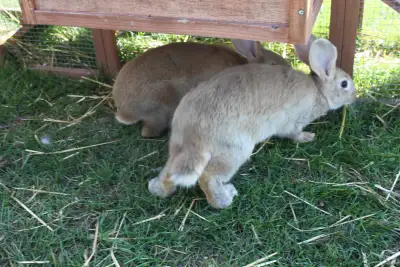 Offering for sale, Young Flemish Giant Rabbit meat bunnies. The Flemish Giant is the largest breed o...
