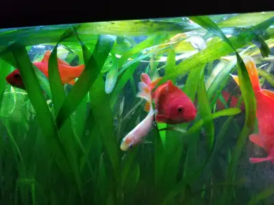 Giant Vallisneria -Live Aquarium Plants, View more