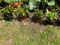 Hosta plants