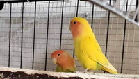 Lovebird & Parakeet …FOR SALE 
