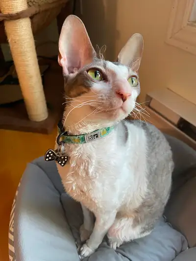 Chat cornish rex - mâle - 3 ans, View more