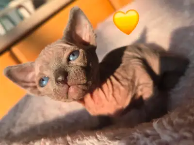 4 Chatons Sphynx, Voir plus